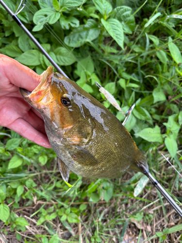 スモールマウスバスの釣果