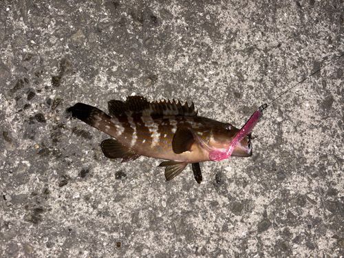 アコウの釣果