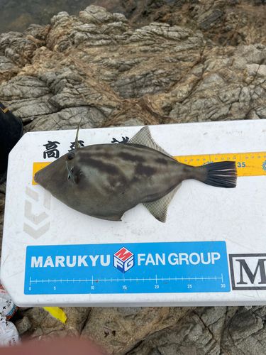 ウマヅラハギの釣果