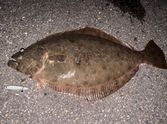ヒラメの釣果