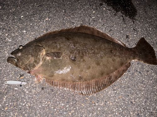 ヒラメの釣果