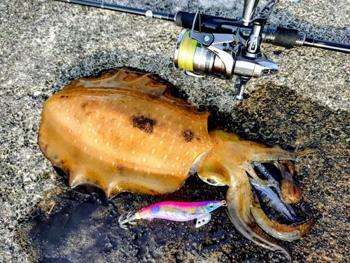 アオリイカの釣果
