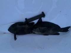 グレの釣果
