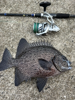 イシガキダイの釣果