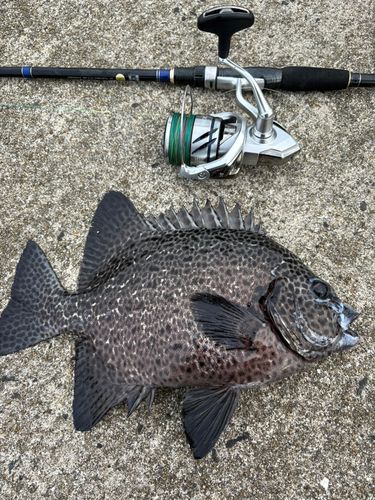イシガキダイの釣果