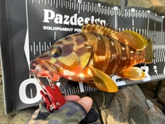 アカハタの釣果