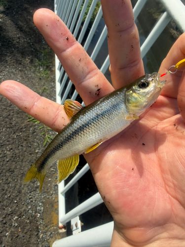 カワムツの釣果