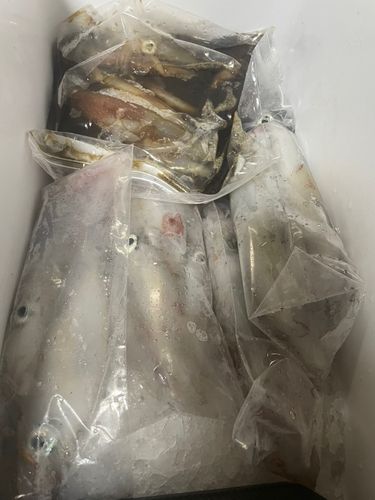 ケンサキイカの釣果