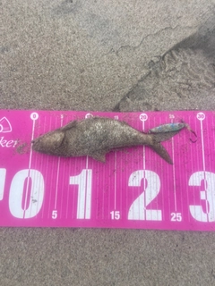 コノシロの釣果