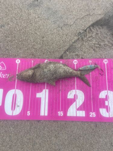 コノシロの釣果