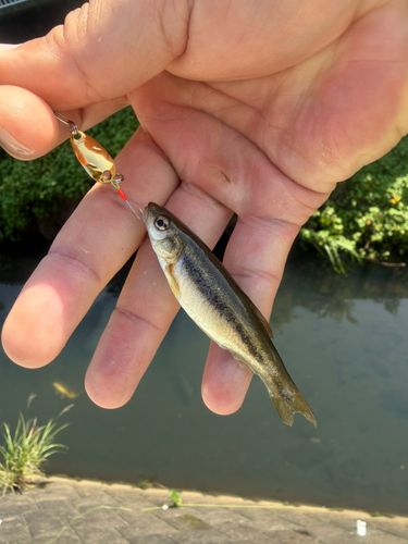 アブラハヤの釣果