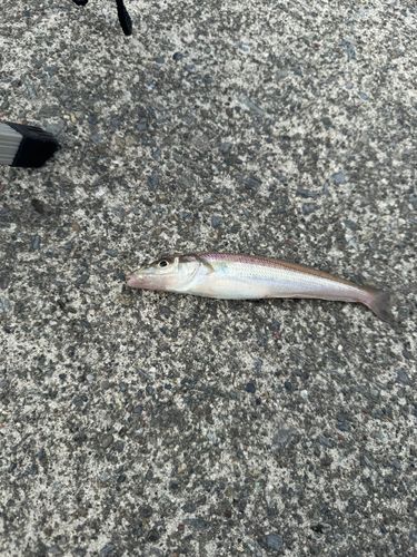 キスの釣果