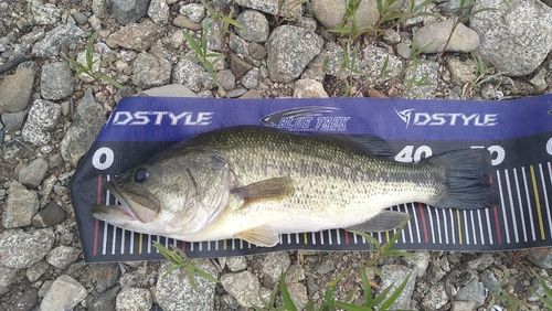 ラージマウスバスの釣果