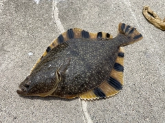 カワガレイの釣果
