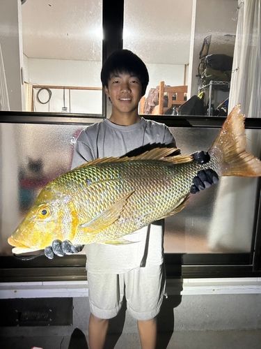ハマフエフキの釣果