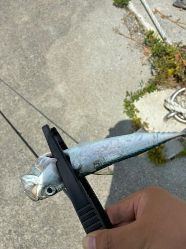サバの釣果