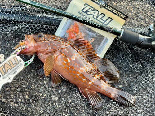 アコウの釣果