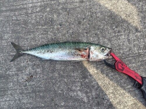 サバの釣果
