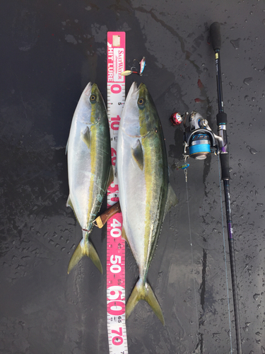 ハマチの釣果