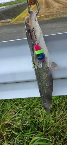 ニホンナマズの釣果