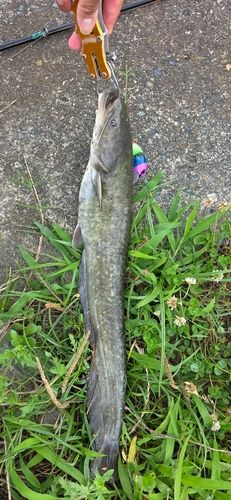 ニホンナマズの釣果