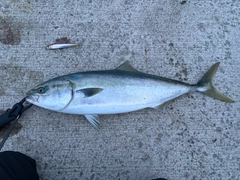 ワラサの釣果