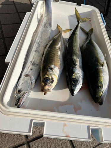 タチウオの釣果