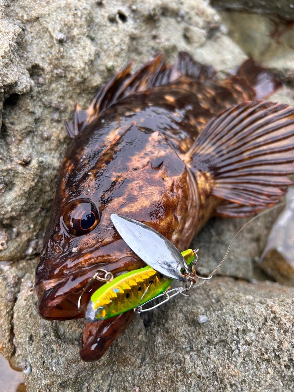 SHIMANO 19ヴァンキッシュ 4000XGの最安値・インプレ・釣果 | 本音の