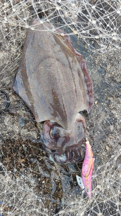 モンゴウイカの釣果