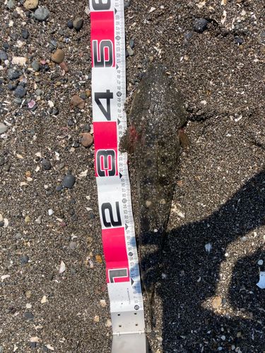 マゴチの釣果