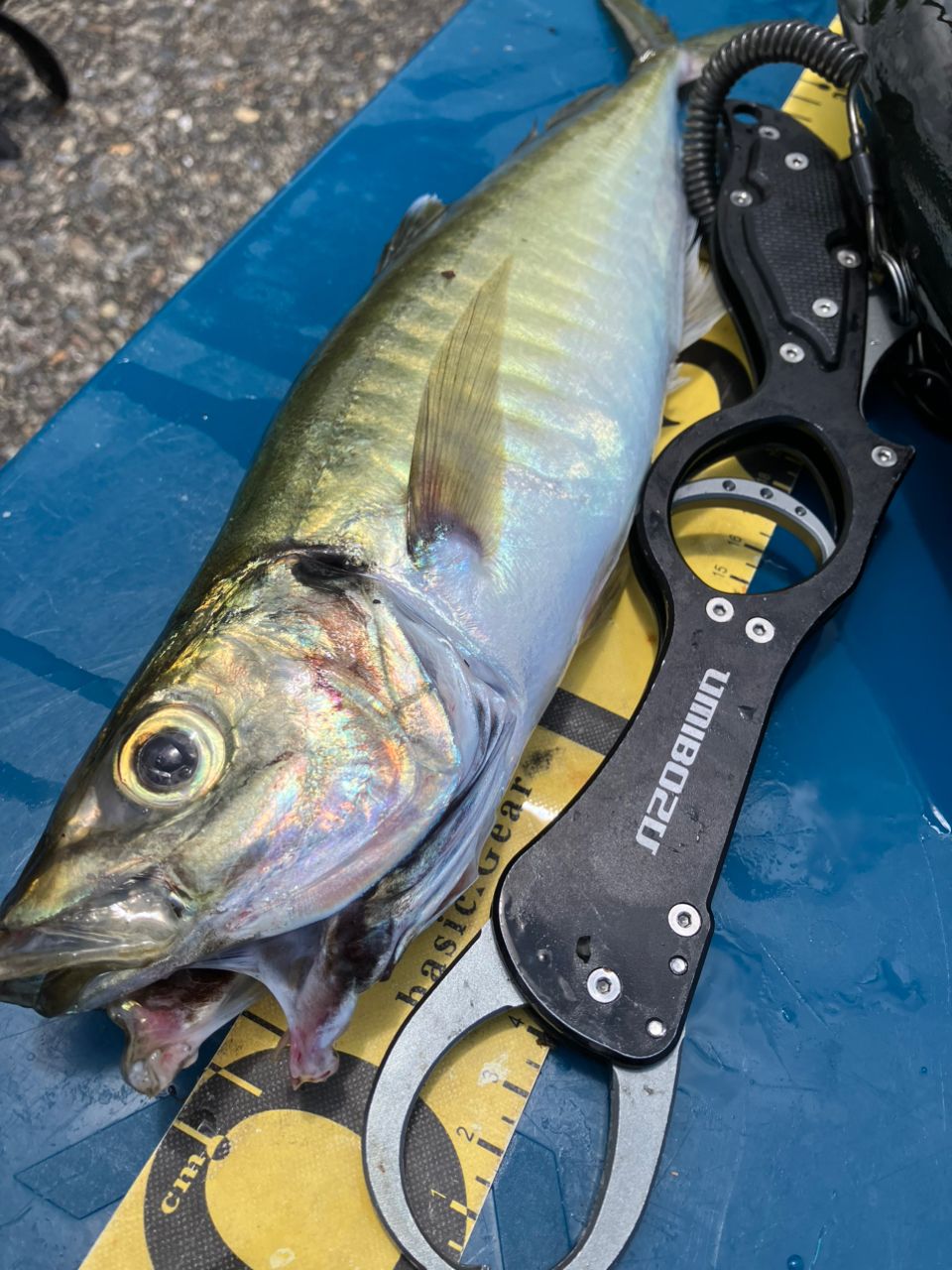SHIMANO 21アルテグラ C3000HGの最安値・インプレ・釣果 | 本音の
