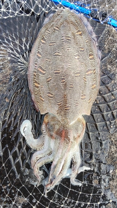 モンゴウイカの釣果