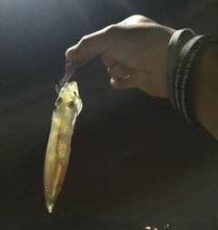 ヒイカの釣果