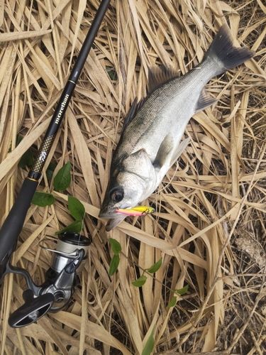 釣果