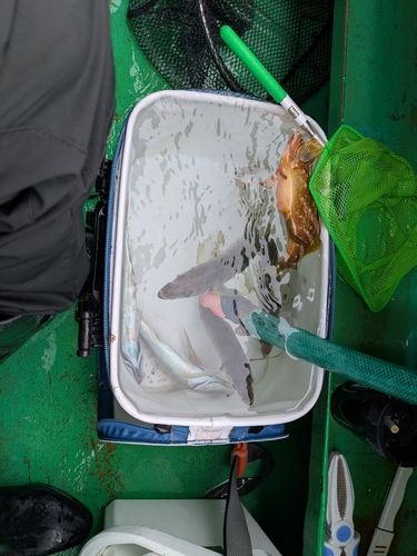 マアジの釣果