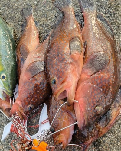 キジハタの釣果