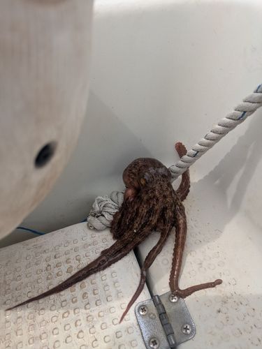 タコの釣果