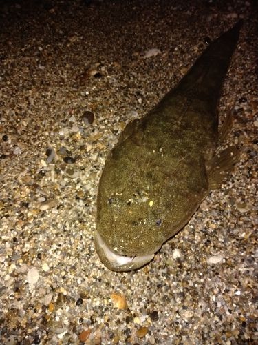 マゴチの釣果