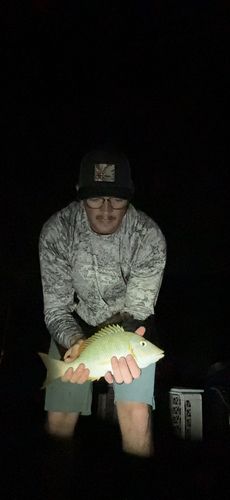タマンの釣果