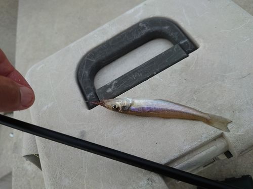 シロギスの釣果
