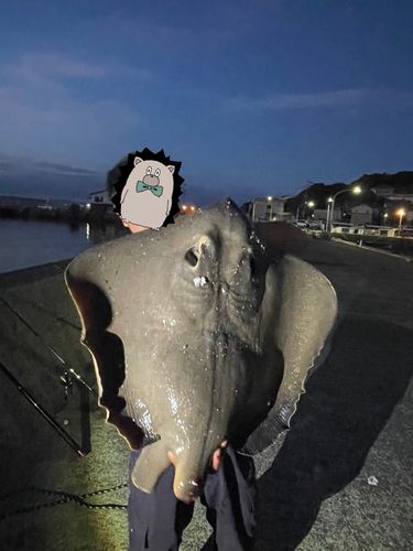 アカエイの釣果