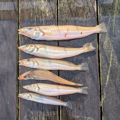 シロギスの釣果