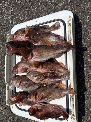 釣果