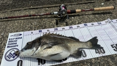 チヌの釣果