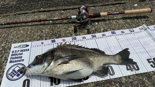 チヌの釣果
