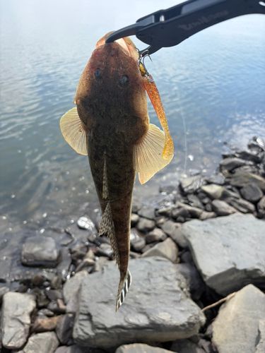 コチの釣果