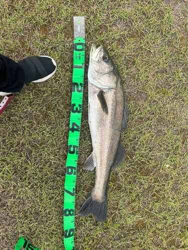 スズキの釣果