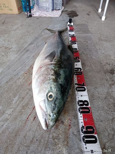 ブリの釣果