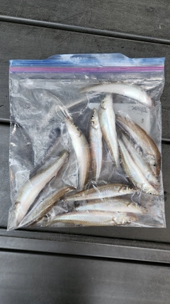 キスの釣果