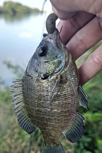 ブルーギルの釣果